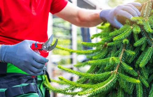 Storm Damage Tree Service